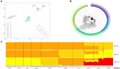 Molecular genetic characterization and meat-use functional gene identification in Jianshui yellow–brown ducks through combined resequencing and transcriptome analysis